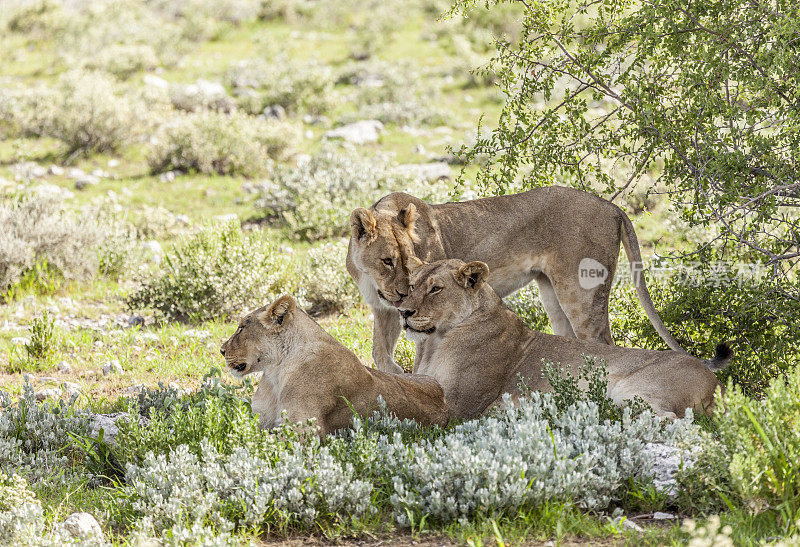 三只母狮，Panthera leo;埃托沙国家公园，纳米比亚，非洲